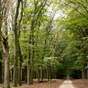 Beukenlaan op de Veluwe van Jannieke