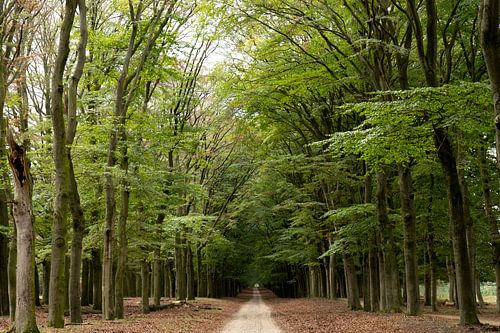 Beukenlaan op de Veluwe van Jannieke