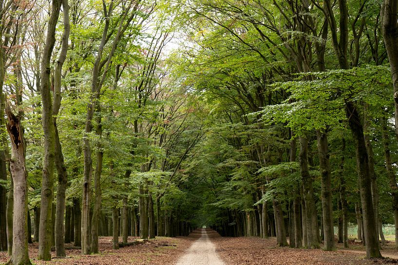 Beech Avenue on the Veluwe by Jannieke