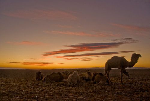 Schiffe der Wüste von Olaf