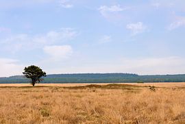 Steppe by Maarten Kooij