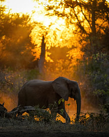 Elefant im Morgenlicht