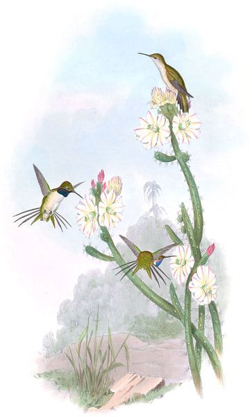 Yarrell’s Wood-star, John Gould by Hummingbirds