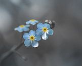 Forget me not flower blue and grey by Kyle van Bavel thumbnail