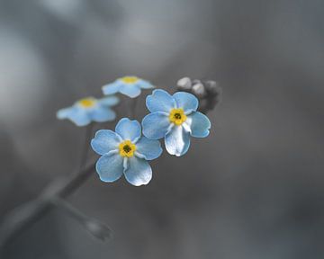 Vergeet mij niet bloem blauw en grijs