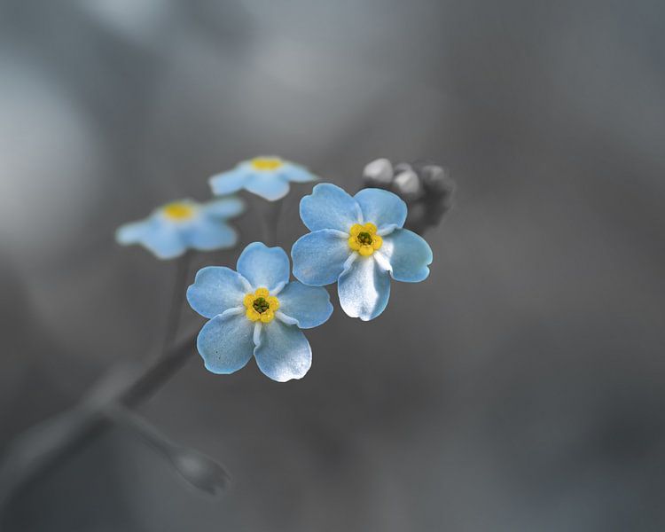 Forget me not flower blue and grey by Kyle van Bavel