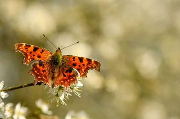 Vlinder gehakkelde Aurelia tussen bloesem van de sleedoorn