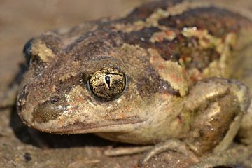 Close-up knoflookpad van Frank Heinen