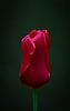 Prachtige rode tulp op zwarte achtergrond van Marja Spiering thumbnail