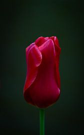 Beautiful red tulip on black background by Marja Spiering