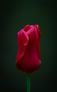 Belle tulipe rouge sur fond noir sur Marja Spiering