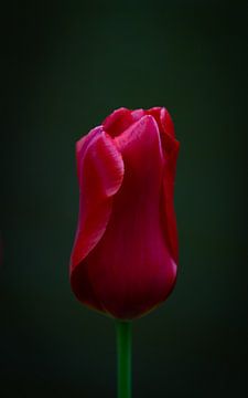 Prachtige rode tulp op zwarte achtergrond