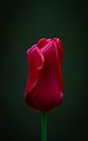 Belle tulipe rouge sur fond noir sur Marja Spiering Aperçu