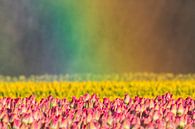 Tulips in rainbow light by Karla Leeftink thumbnail