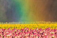 Tulips in rainbow light