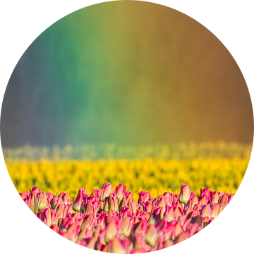 Tulpen in regenbooglicht van Karla Leeftink