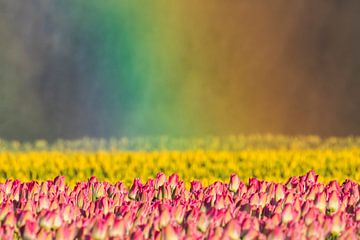 Tulpen in regenbooglicht