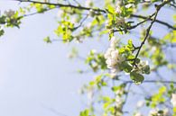 Witte bloesem in de lente van Jeantina Lensen-Jansen thumbnail