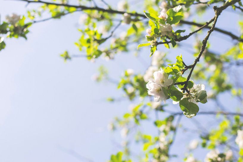 Witte bloesem in de lente van Jeantina Lensen-Jansen