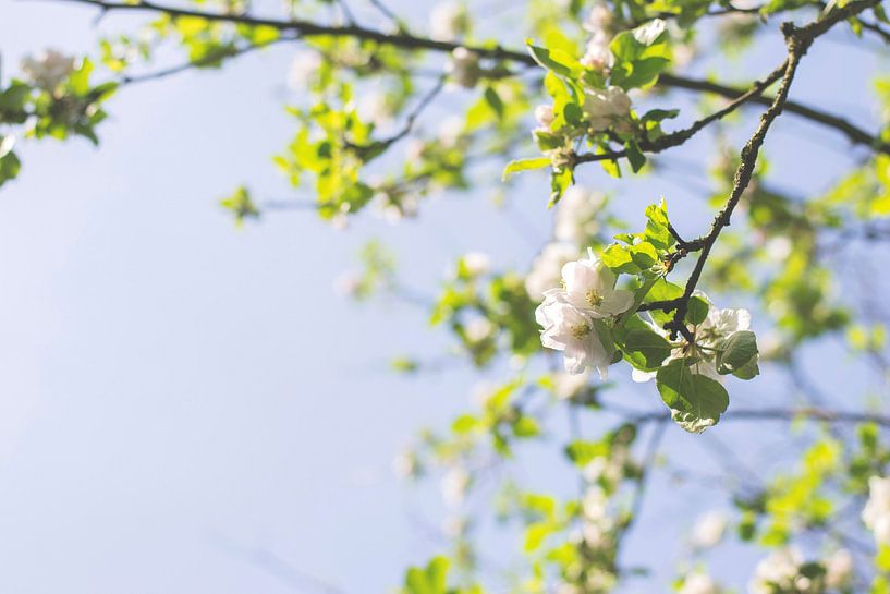 Witte bloesem in de lente par Jeantina Lensen-Jansen