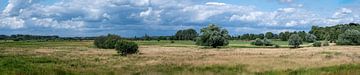 Extra large panoramic view over the dry heather with colourful ve