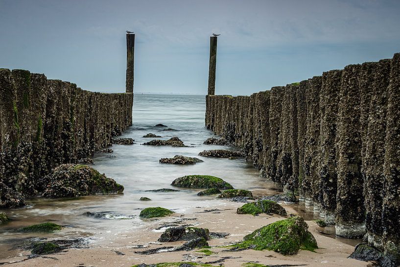 Row of poles by natascha verbij