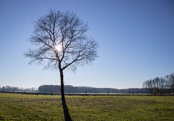 Oak in a meadow in winter with sun sur Rezona