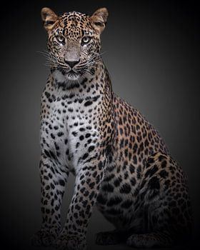 Panther mit einer Haltung