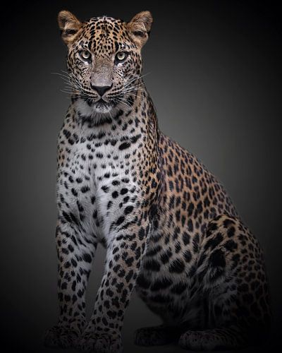 Panther with an attitude by ilona van Bakkum