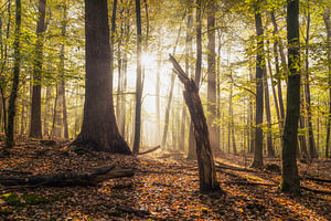 Der abgestumpfte Baum