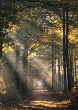 Autumn light by Jeroen Linnenkamp