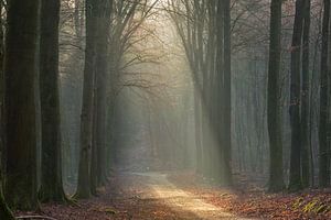 Belle lumière dans la forêt hollandaise. sur René Jonkhout
