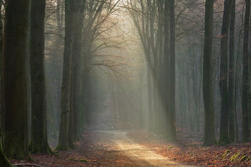 Beautiful light in the Dutch forest. by René Jonkhout