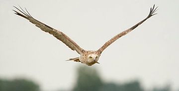 Short-toed eagle by Marian Le Pair - van Os