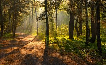 sunny forest by Mykhailo Sherman