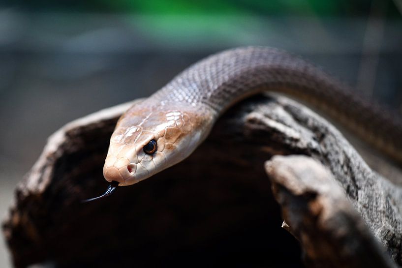 Schlange Küstentaipan von Robert Styppa