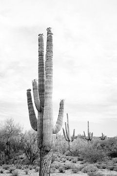 Saguaro B&W van Kathrin Pienaar