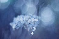 Fragile in blue by LHJB Photography thumbnail
