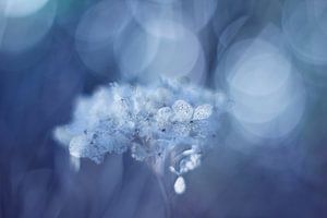 Fragile in blue van LHJB Photography