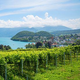 culture de la vigne en rangées, vignoble de Rebberg Spiez, lac de Thun sur SusaZoom