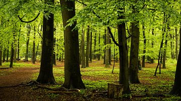 Regenachtig Bos in Lage Vuursche sur Deborah Peerdeman