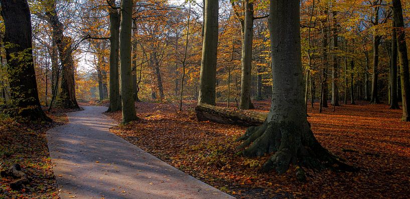 Bike path through the autumn forest by peterheinspictures