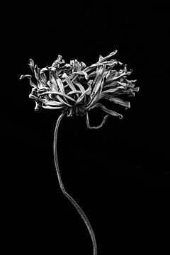 Vergaande opgedroogde bloem met lange stengel in zwart wit