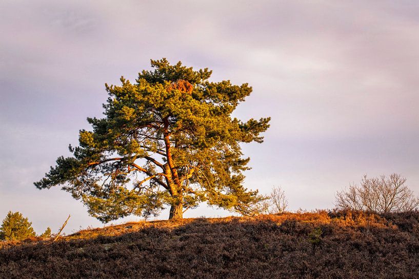 Sunrise @ Brunssummerheide by Rob Boon