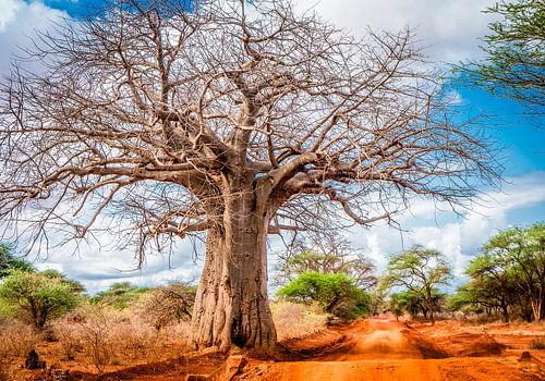 Farbenfrohes Porträt eines monumentalen Affenbrotbaums