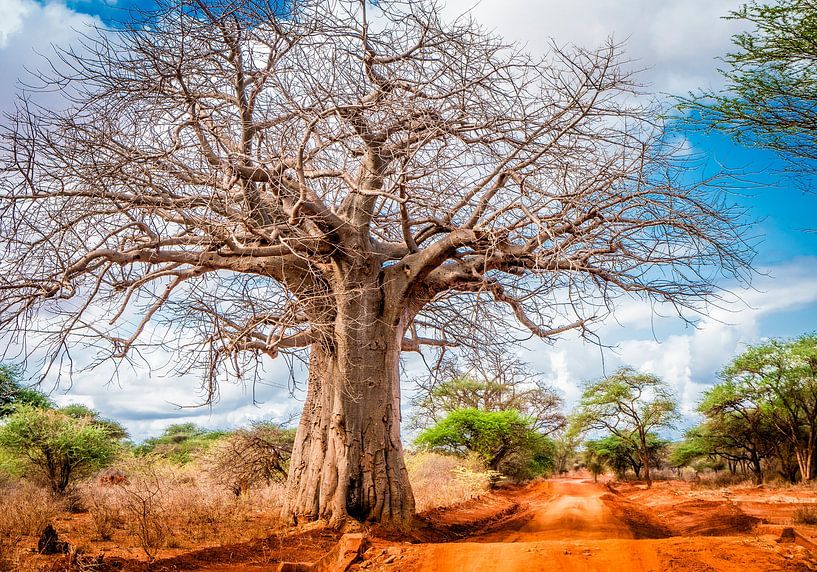 Portrait coloré d'un baobab monumental par Opmeer Reports
