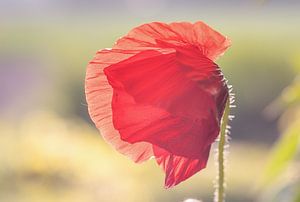 Mohn auf dem Feld von natascha verbij