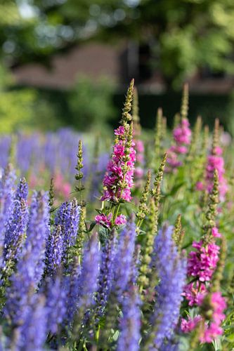 mooie roze en paarse bloem staand van Cheyenne Bevers Fotografie