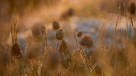 Sonnenuntergang 3 von Martin van Berloo