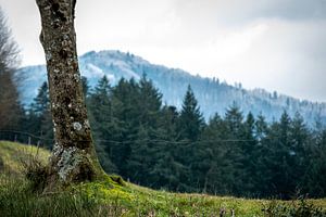 Arbre au bord du chemin dans la Forêt-Noire près d'Oberried